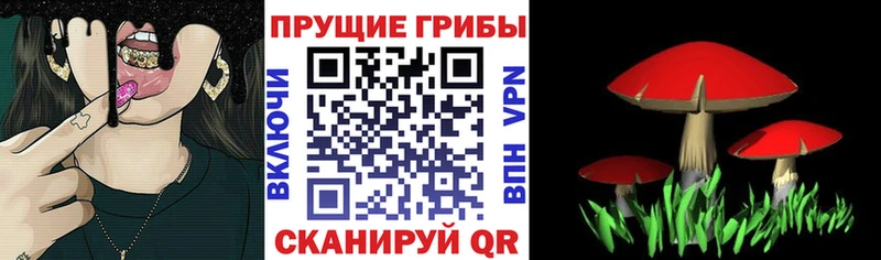 Псилоцибиновые грибы Psilocybine cubensis  Купить  Новотроицк 